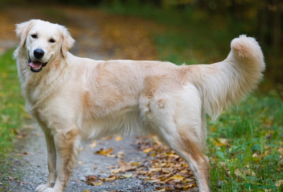 Golden Retriever dogs for sale: Penny - Golden Retriever puppy (15 weeks old) - Image 9