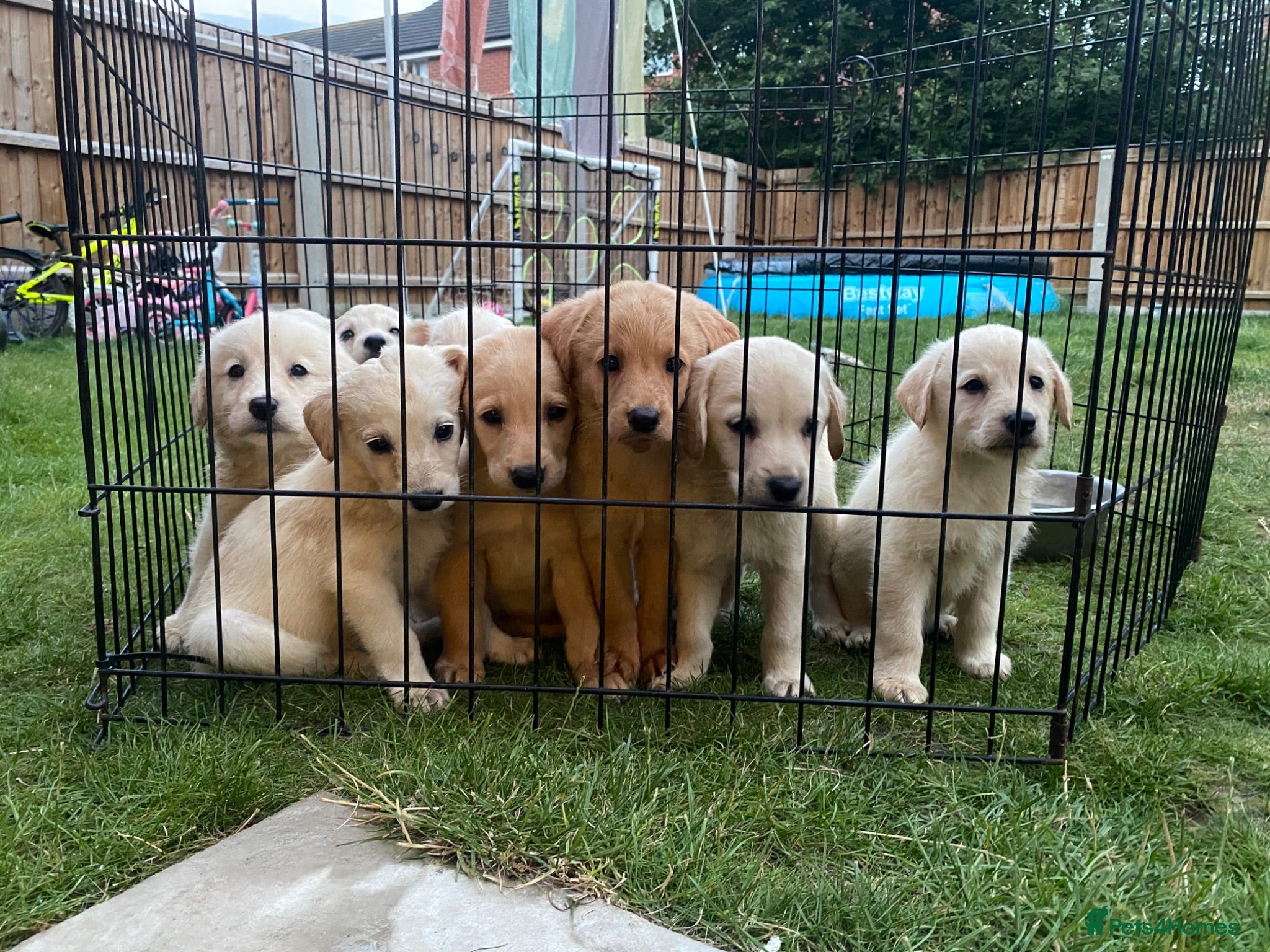 Labradoodle dogs Beautiful Labradoodle x Fox Red Labrador Puppies  - Advert 6
