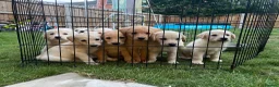 Labradoodle dogs for sale: Beautiful Labradoodle x Fox Red Labrador Puppies  - Advert 1