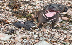 Mixed Breed dogs for sale: Alaunt type puppies - Advert 6