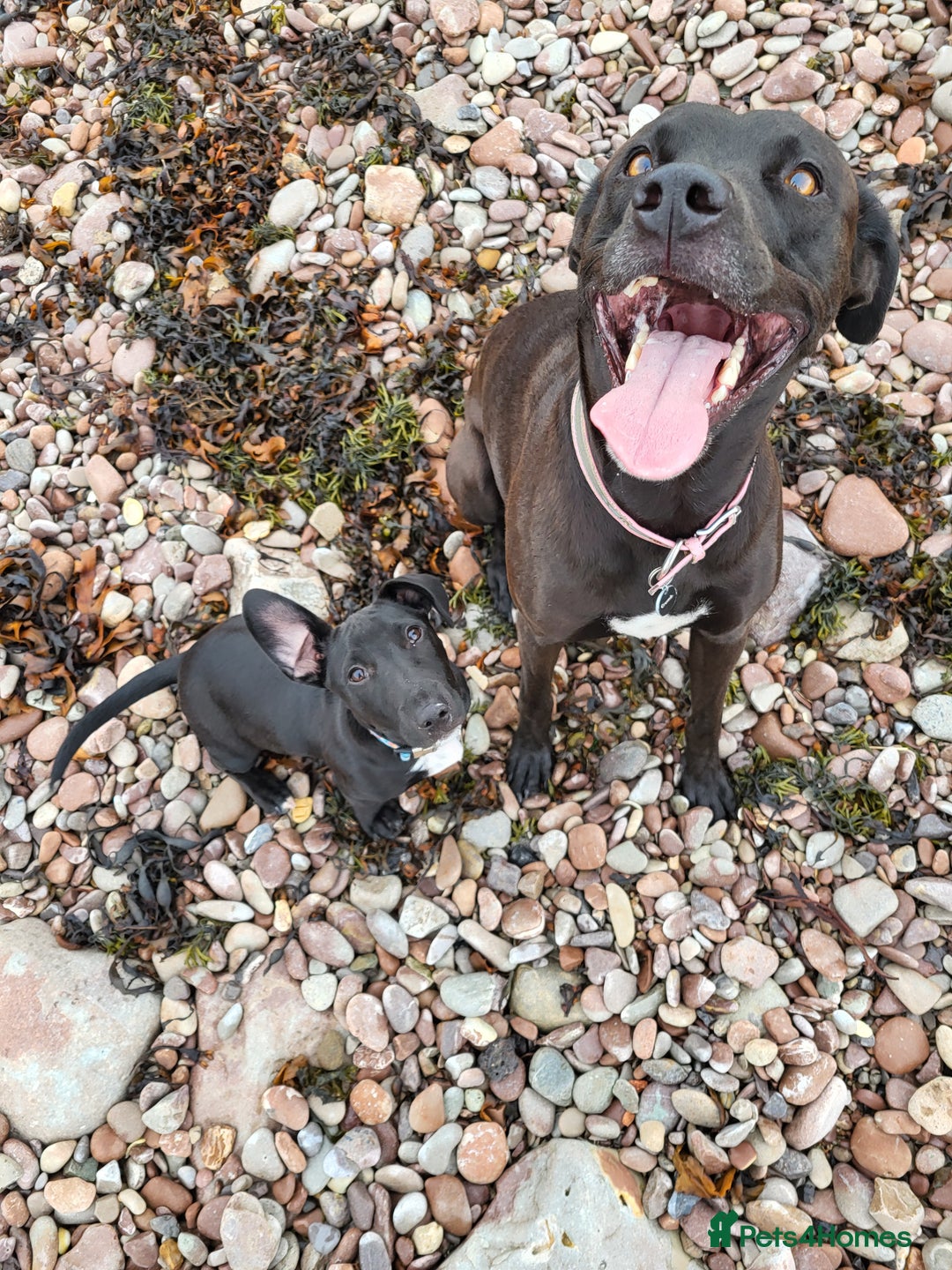 Mixed Breed dogs for sale: Alaunt type puppies - Advert 6