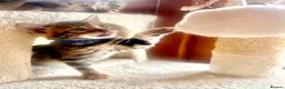 Bengal cats for sale: Stunning Bengal kittens - Advert 7