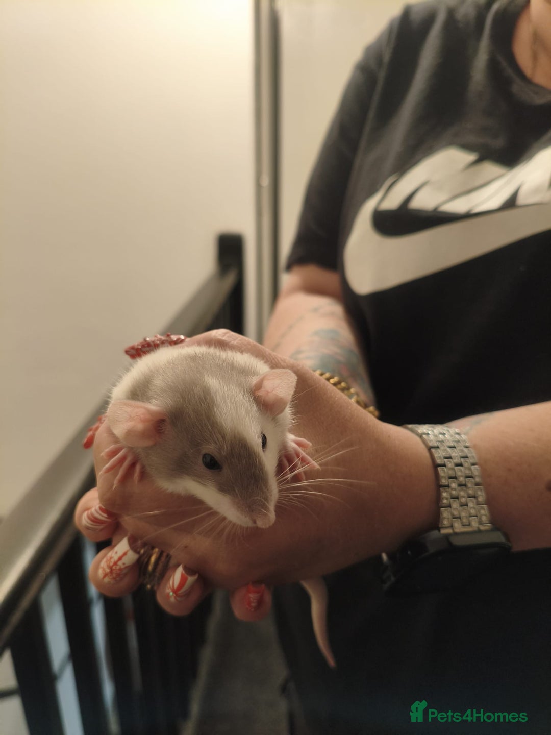 Rat rodents for sale: Adorable baby dumbo rats - Advert 10