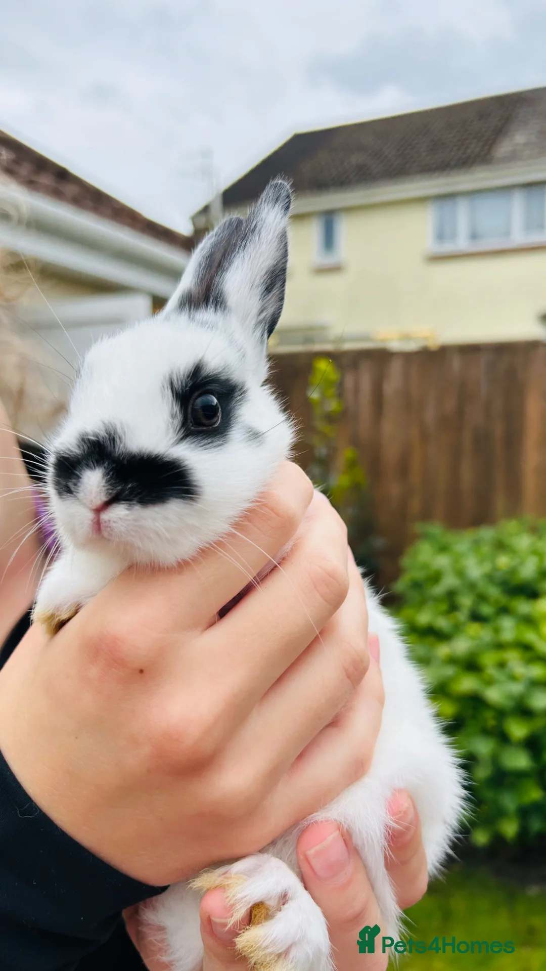 Netherland Dwarf rabbits for sale: Netherlands dwarf bunnies  - Advert 2