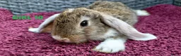 Mini Lop rabbits for sale: Cute French x Mini Lop Ready to Go!!! - Advert 8