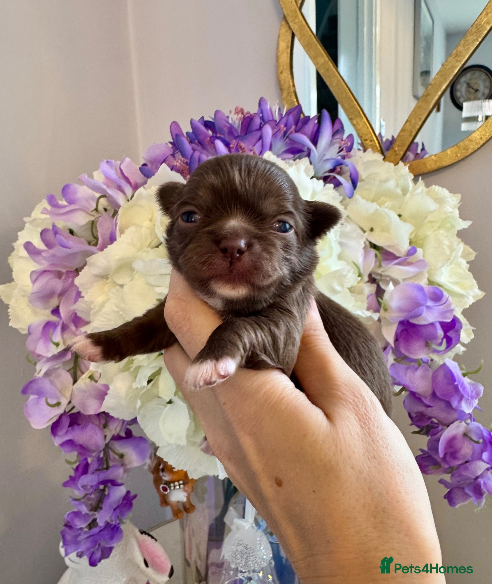 Chihuahua dogs 🤎 Exotic KC LC chocolate chihuahuas 🤎 - Advert 1