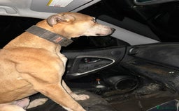 Lurcher dogs for sale: Bull cross puppies  - Image 17