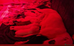 Mixed Breed dogs for sale: Staffy-lurcher Cross Border Collie  - Image 3