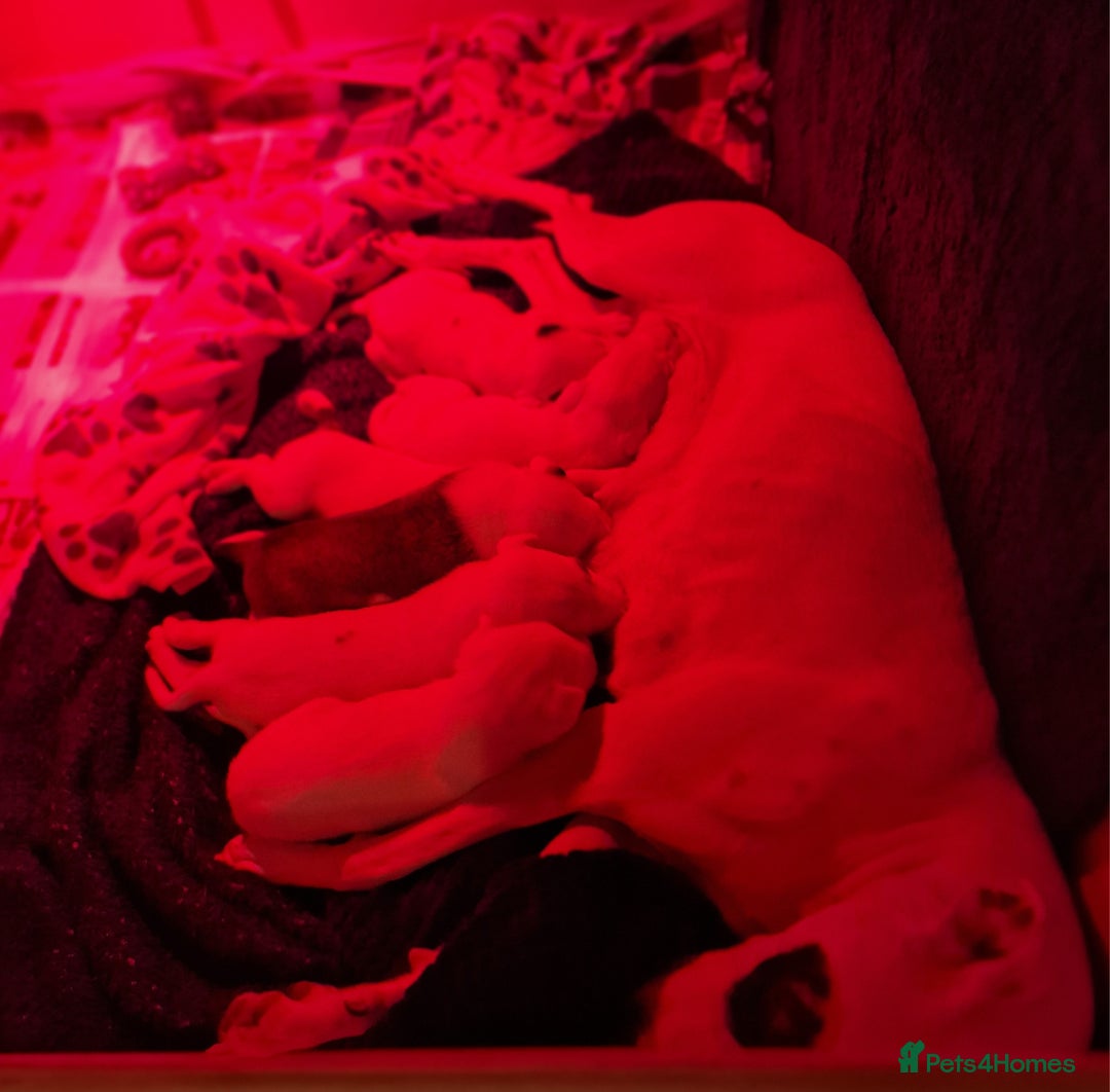 Mixed Breed dogs for sale: Staffy-lurcher Cross Border Collie  - Image 3