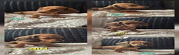 Dachshund dogs for sale: READY NOW- 1 boy left!Kc mini dachshund fully Vac - Advert 3