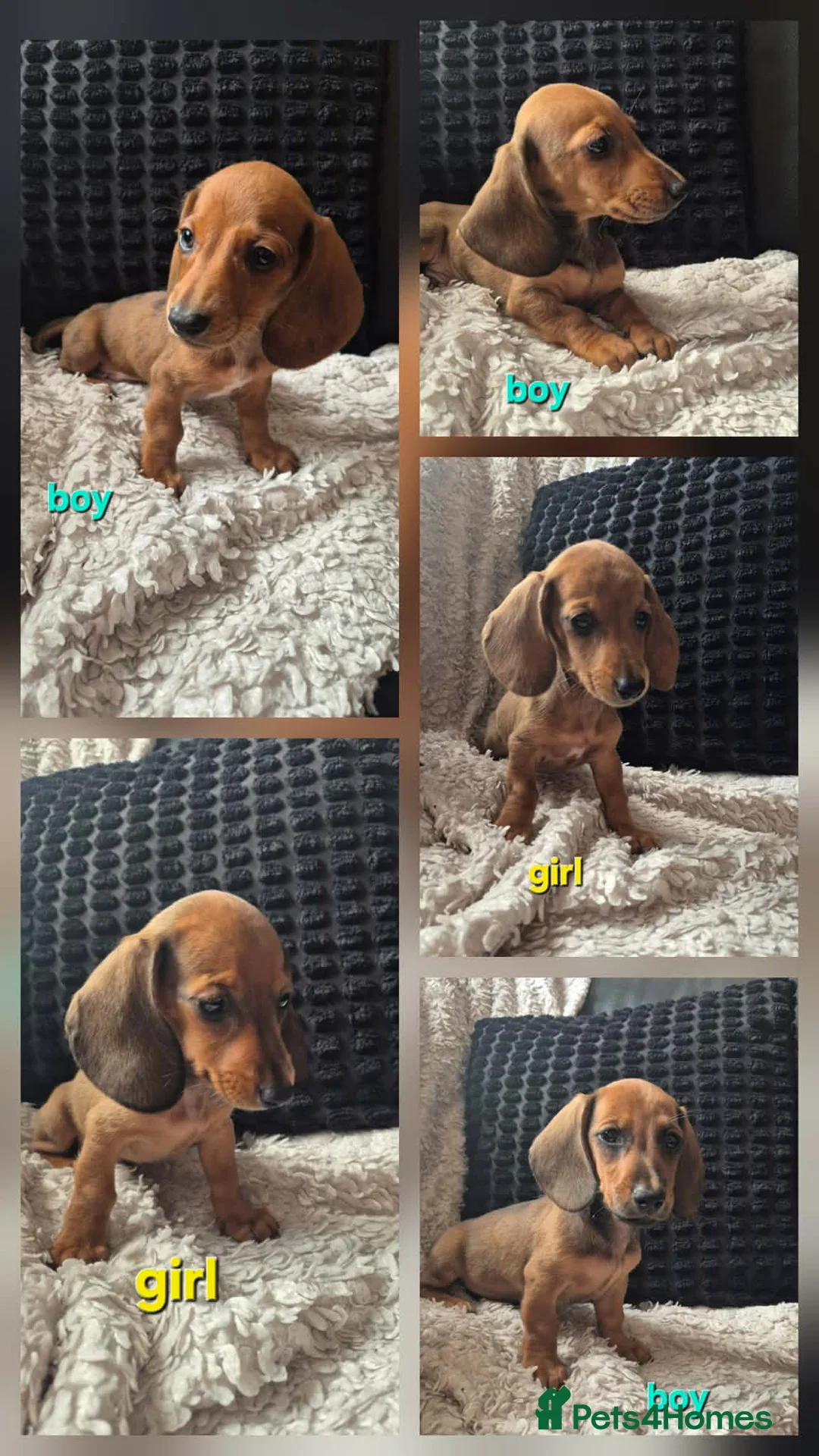 Dachshund dogs for sale: READY NOW- 2 boys 2 girls left Kc mini dachshund  - Advert 2