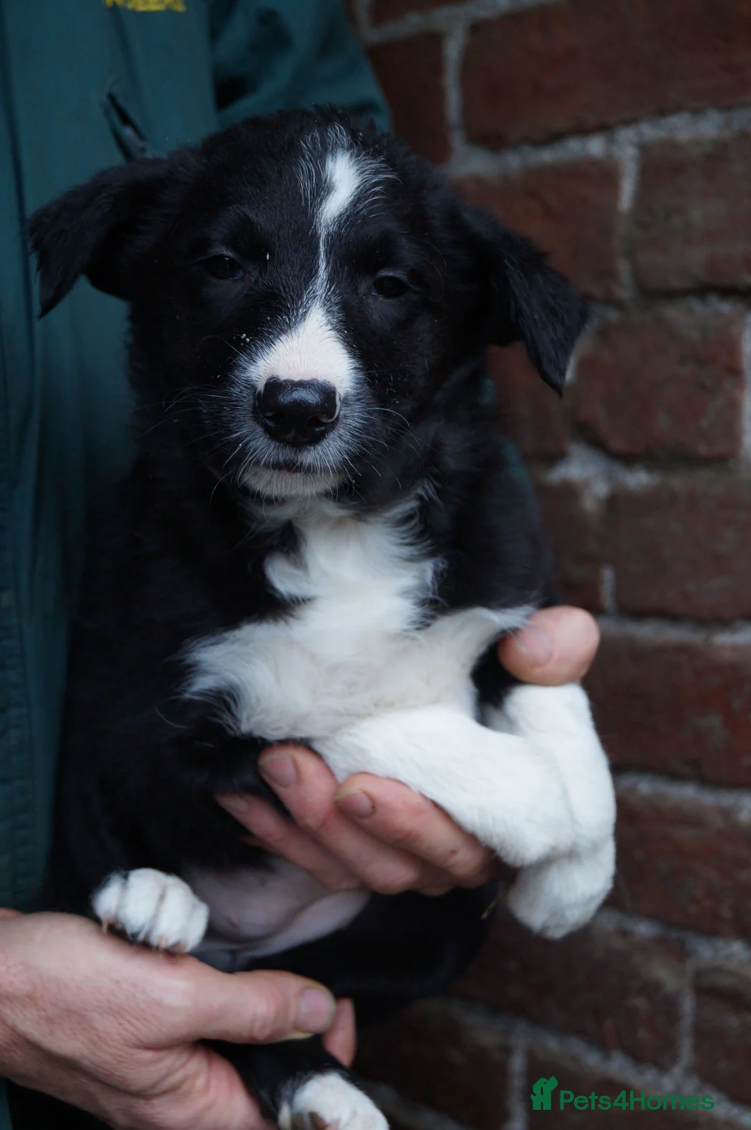 Border Collie dogs for sale: Lovely border collie pup's for sale - Advert 2