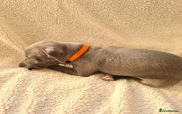 Italian Greyhound dogs for sale: Beautiful italian greyhound  - Image 8