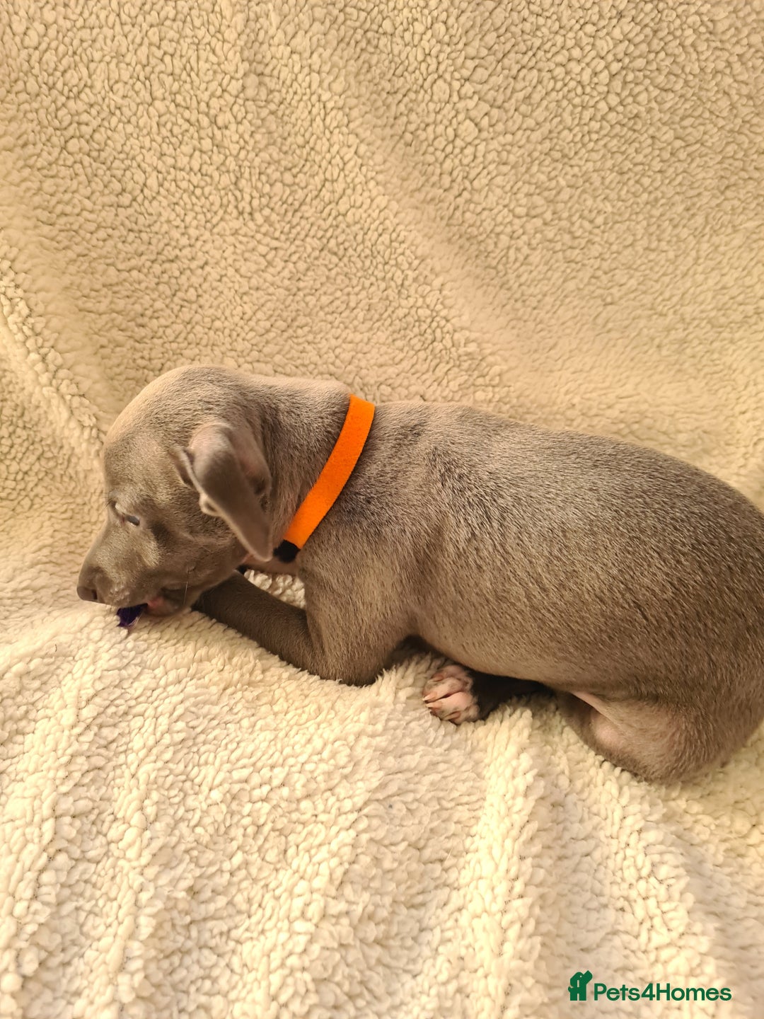 Italian Greyhound dogs for sale: Beautiful italian greyhound  - Image 8