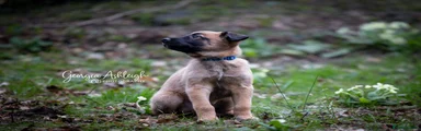 Belgian Shepherd Dog Puppy 3