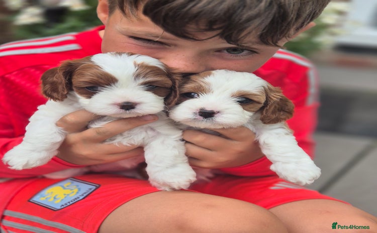 Cavapoo dogs - Advert 2