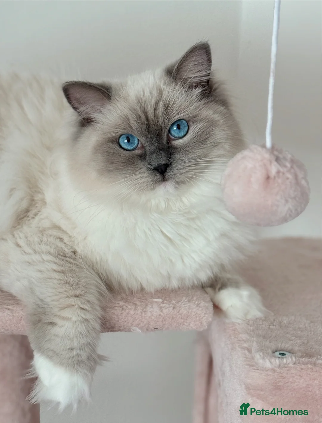 Ragdoll cats for sale: Blue mitted female ragdoll - Advert 7