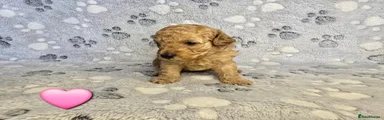Cavapoo 6