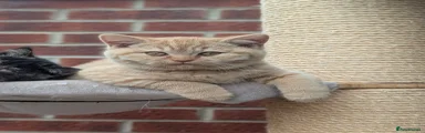 British Shorthair 3