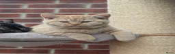 British Shorthair cats for sale: 🌟💞Adorable BSH Kittens 😻❤️ - Advert 4