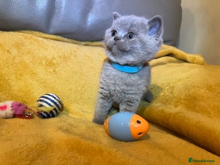 British Shorthair cats British Shorthair Kittens – Loving Homes Only 🐾 - Advert 2