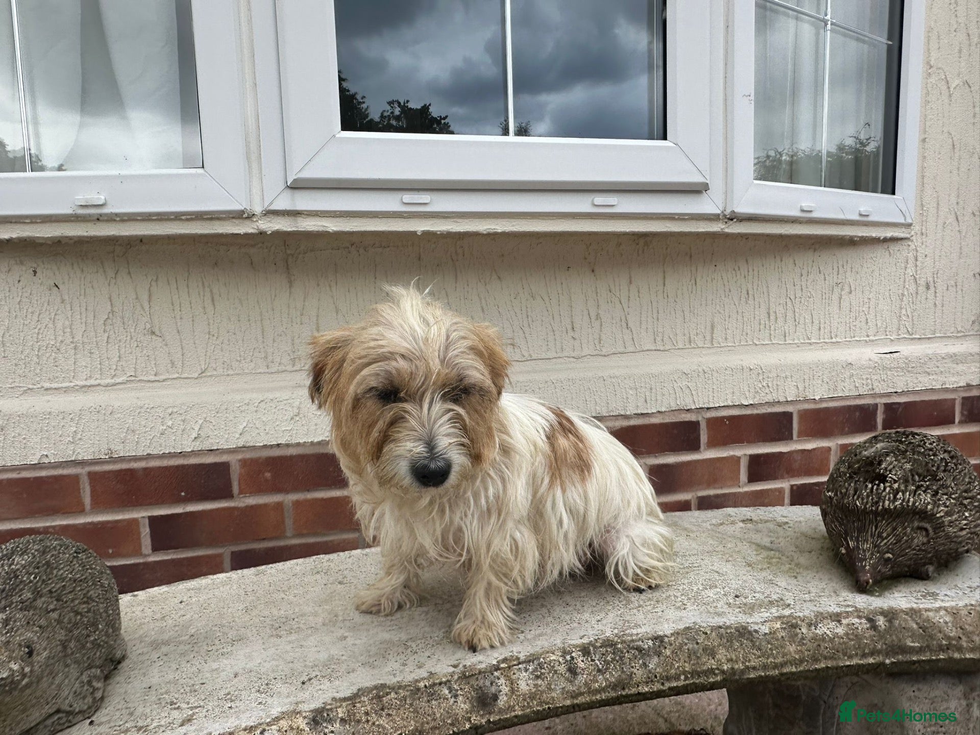 Jack Russell dogs Short legged, smooth coat/long coat jack russels - Advert 1