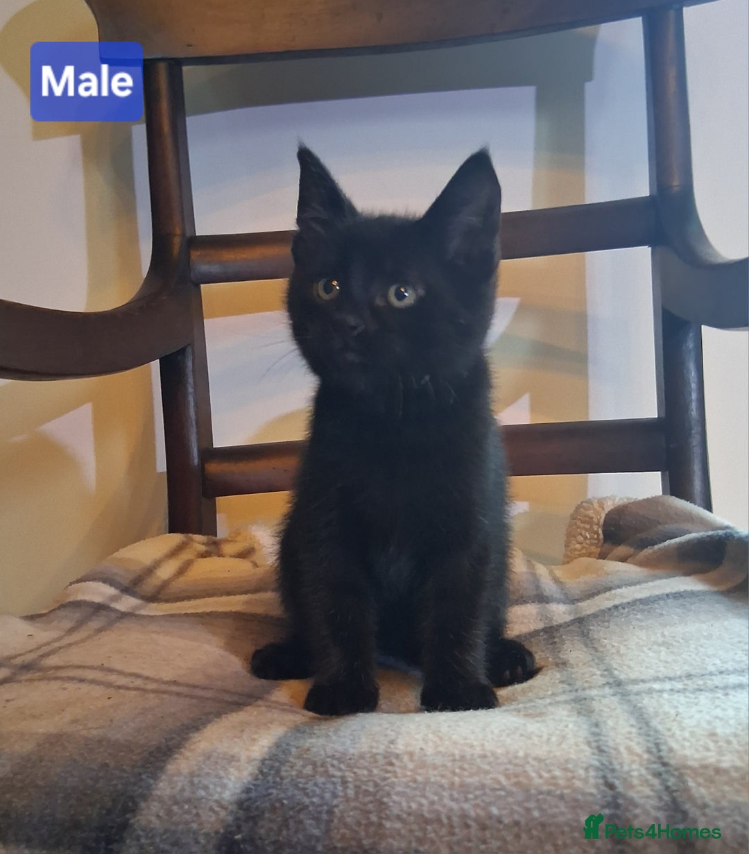 Mixed Breed cats for sale: Gorgeous Chunky Kittens  - Image 4