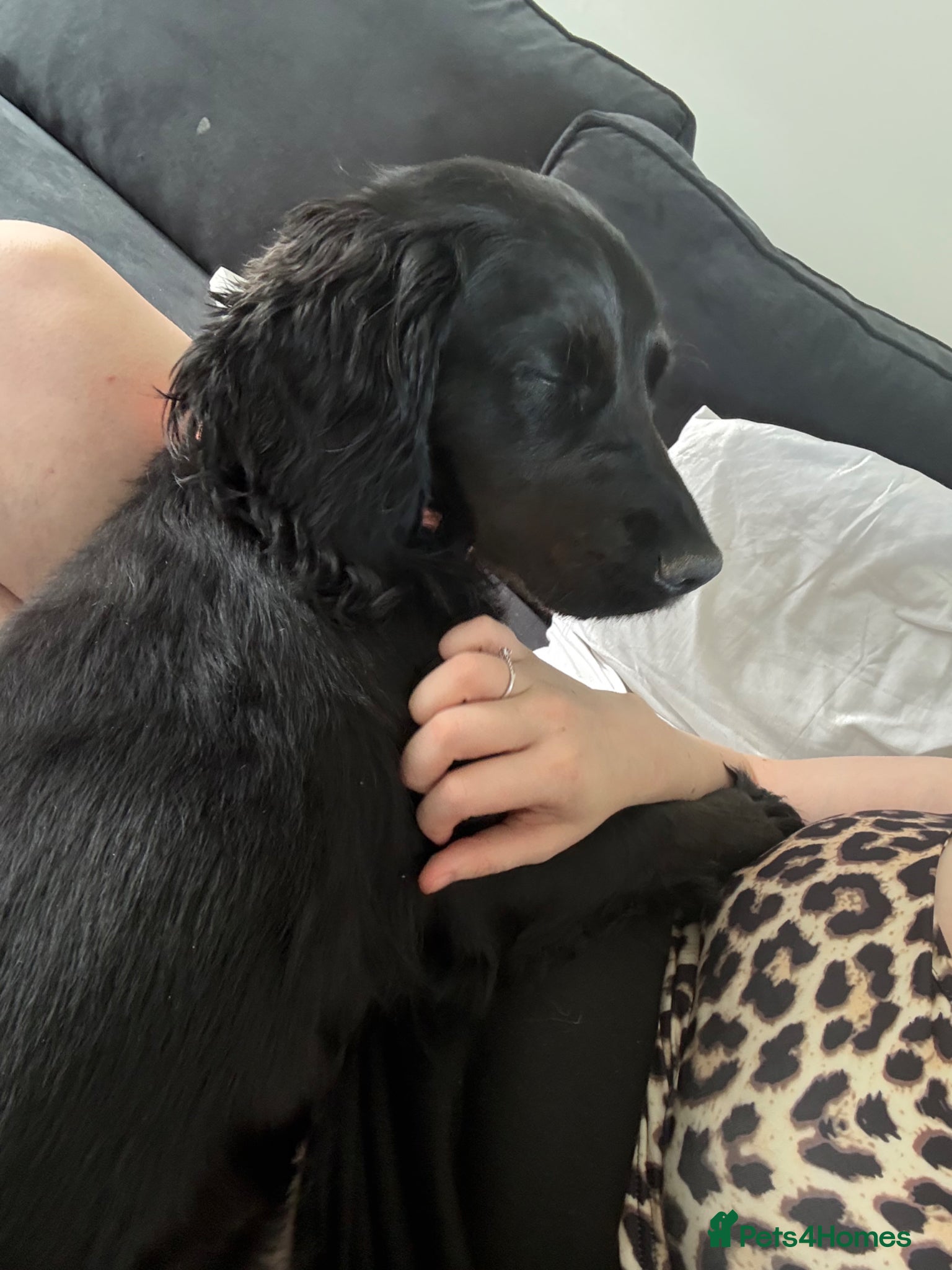 Cockapoo dogs Family dog due her babies - Advert 2