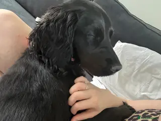 Cockapoo dogs Family dog due her babies - Advert 2