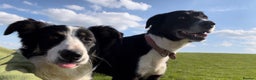Border Collie dogs for sale: 8 Border Collie Puppies - Advert 11