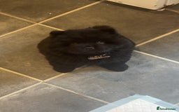 Chow Chow dogs for sale: Black chow chow carrying chocolate  - Image 2