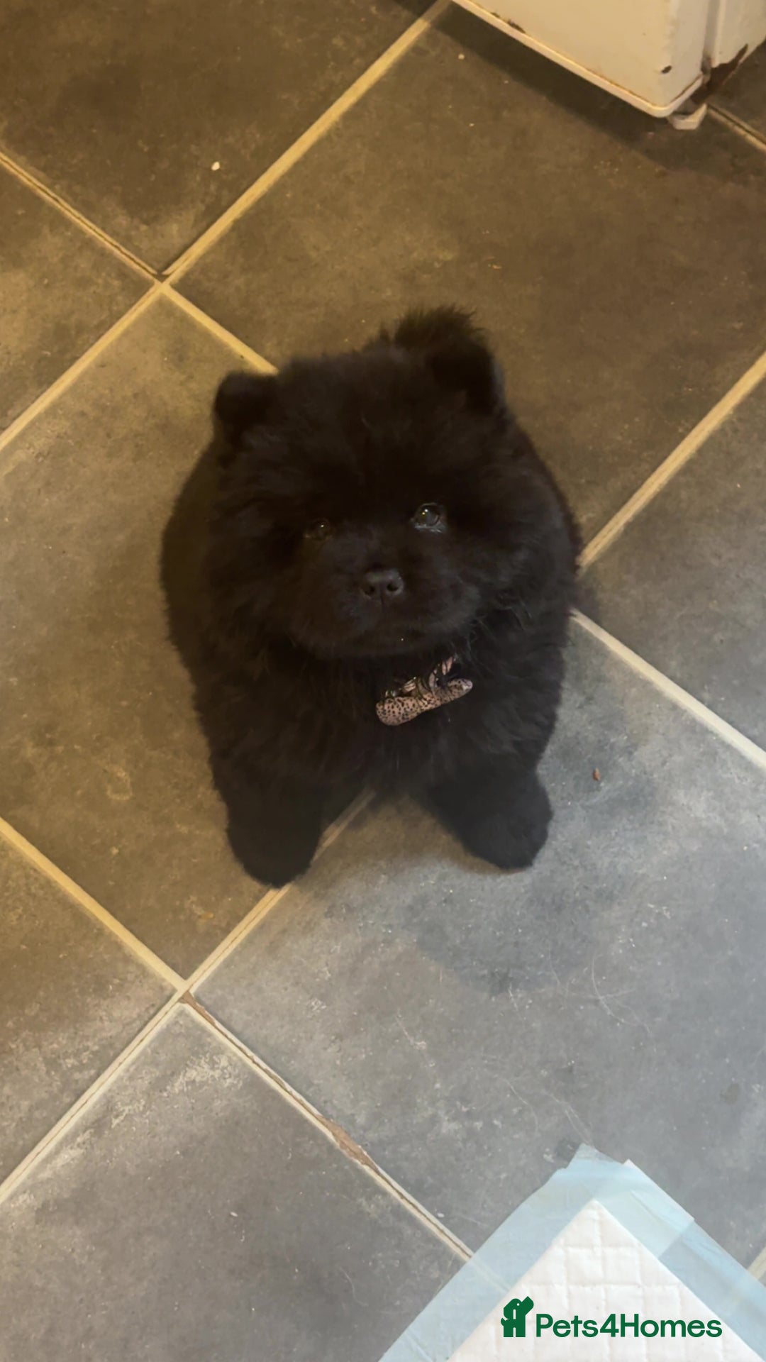 Chow Chow dogs for sale: Black chow chow carrying chocolate  - Image 2