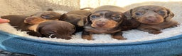 Miniature Dachshund dogs for stud: 🔥For stud proven miniature dachshund🔥   in Windsor - Advert 36