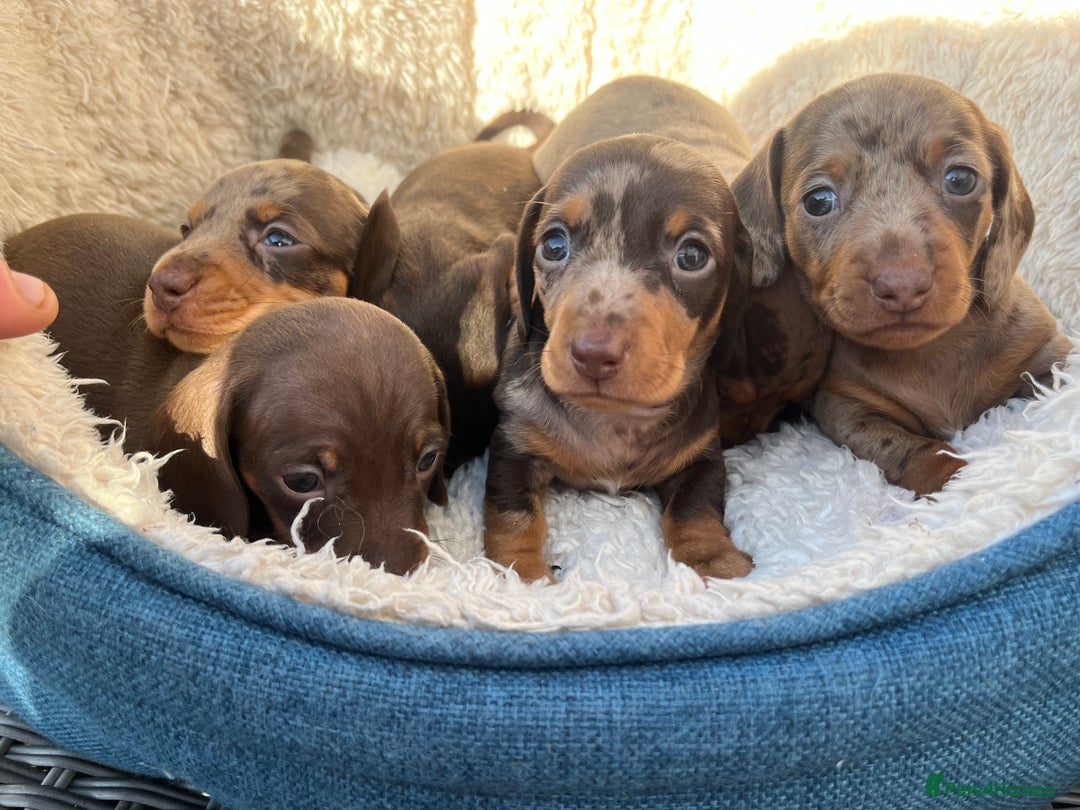 Miniature Dachshund dogs for stud: 🔥For stud proven miniature dachshund🔥   in Windsor - Image 36