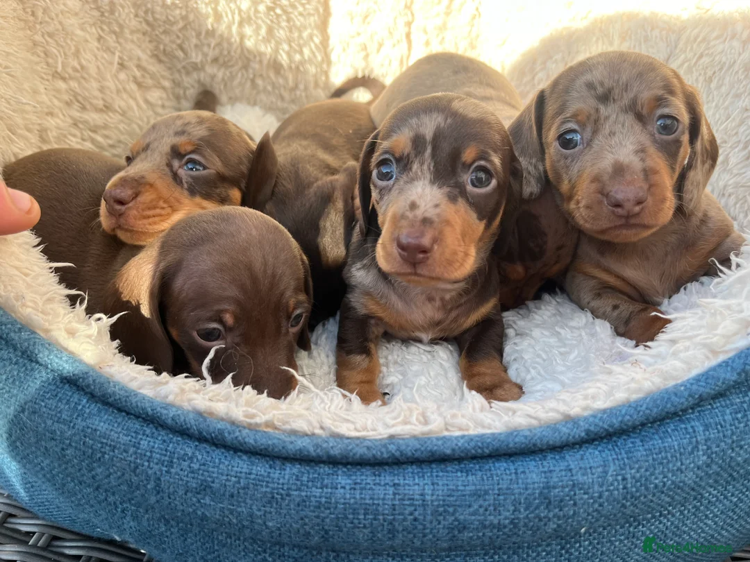Miniature Dachshund dogs for stud: 🔥For stud proven miniature dachshund🔥   in Windsor - Advert 36