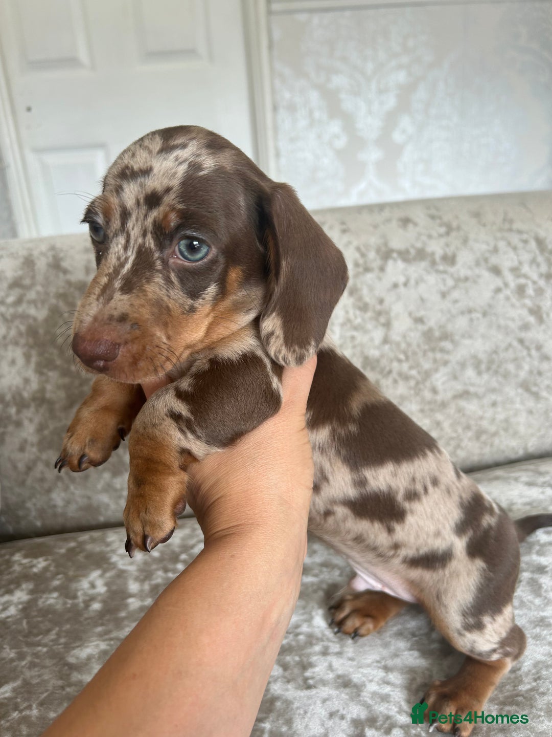 Dachshund dogs for sale: Dachshund puppies  - Image 28