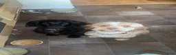 Cockapoo dogs for sale: Ophelia (Philly)  in Shildon - Advert 2
