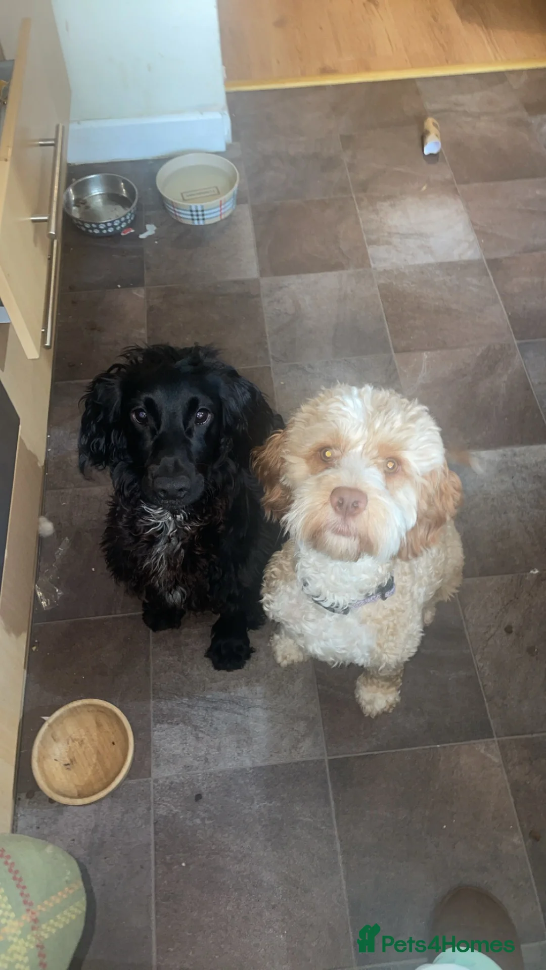 Cockapoo dogs for sale: Ophelia (Philly)  in Shildon - Advert 2