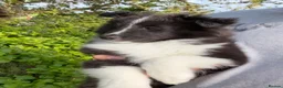 Shetland Sheepdog dogs for sale: Gorgeous Bi-black Boy Available  - Advert 3