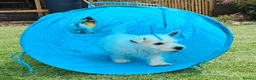 West Highland Terrier dogs for sale: West highland white terrier  - Advert 9