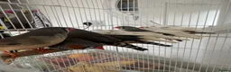 Finches birds for sale: Zebra finches and diamond doves  - Advert 3