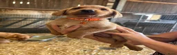 Labrador Retriever dogs for sale: Red fox Labrador puppies  - Advert 9