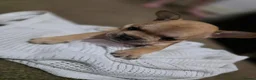 French Bulldog dogs for sale: French bulldog puppies - Advert 11