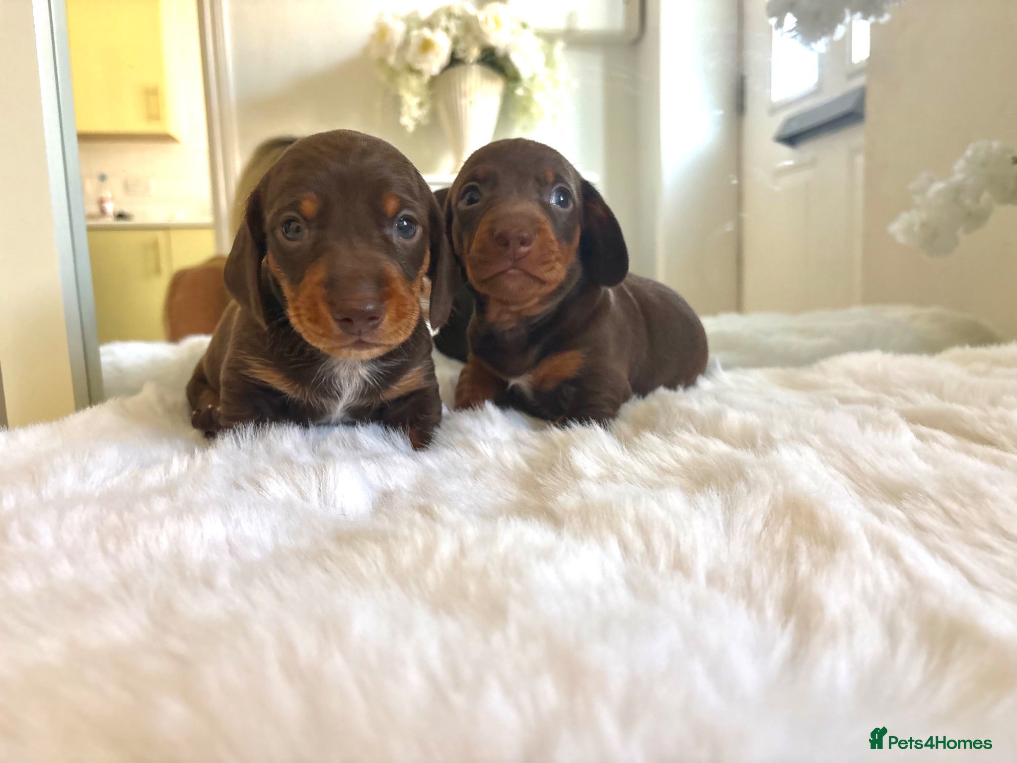 Dachshund dogs 🐾 2 Chocolate and tan boys left!!  🐾 - Advert 1