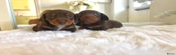 Dachshund dogs for sale: 🐾 1 Chocolate and tan boy left!!  🐾 - Advert 2