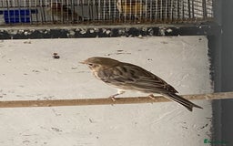 Canaries birds for sale: Canary’s for sale  - Image 4