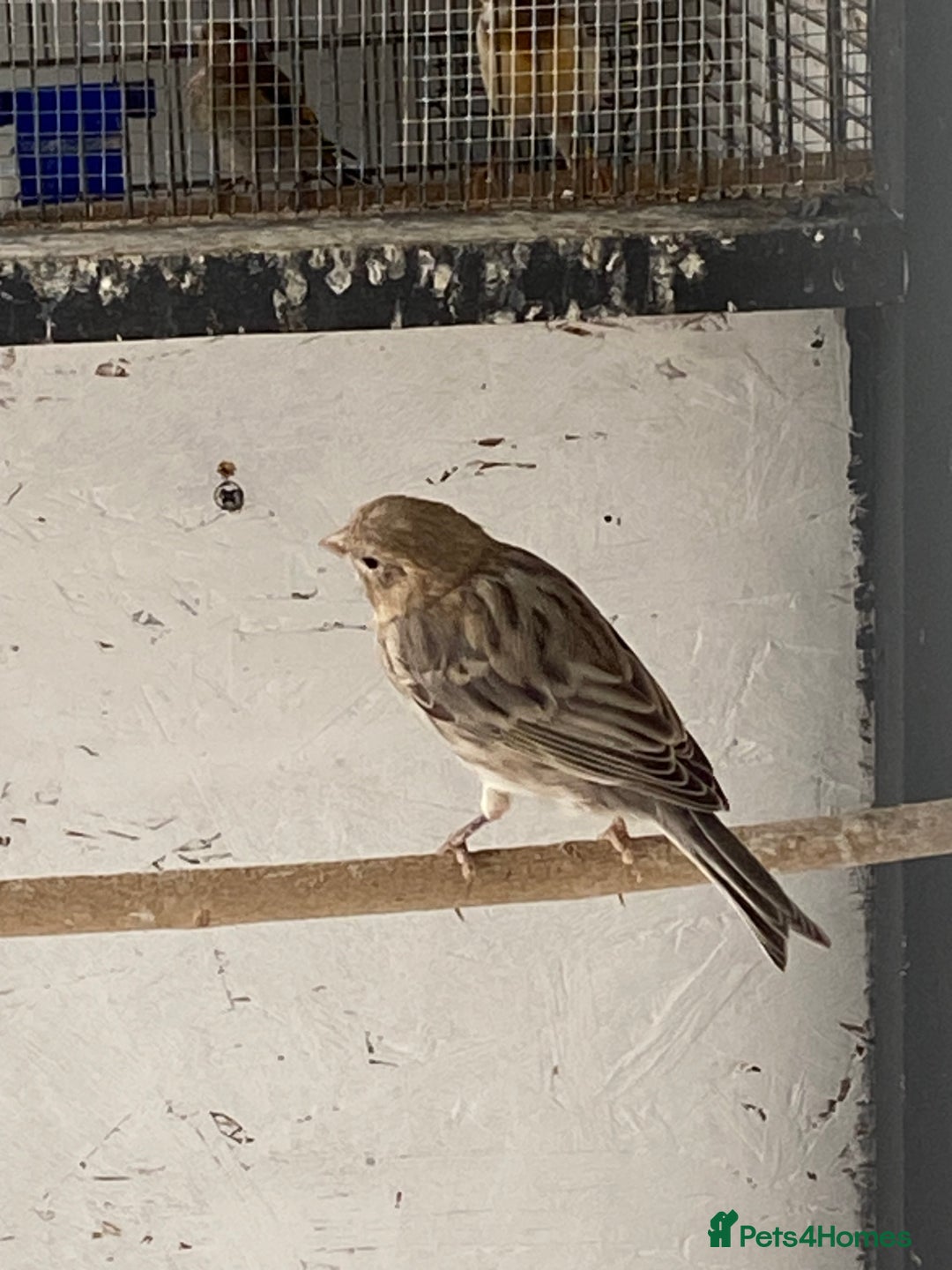 Canaries birds for sale: Canary’s for sale  - Image 4