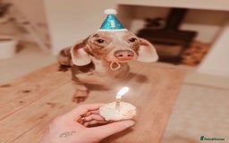 Miniature Dachshund dogs for stud: Miniature dachshund stud  - Image 4