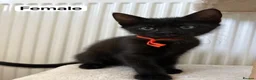 Domestic Shorthair cats for sale: 4 adorable kittens looking for new homes - Advert 20