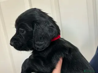 Cocker Spaniel dogs kc working cockers spaniels "Shropshire " - Advert 3